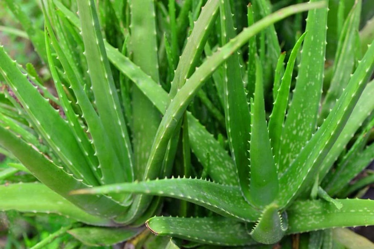 Aloe Vera Jeli Güneş Yanığına İyi Gelir Mi?