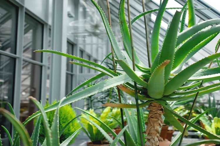 Aloe Vera Jeli Pişiğe İyi Gelir Mi?