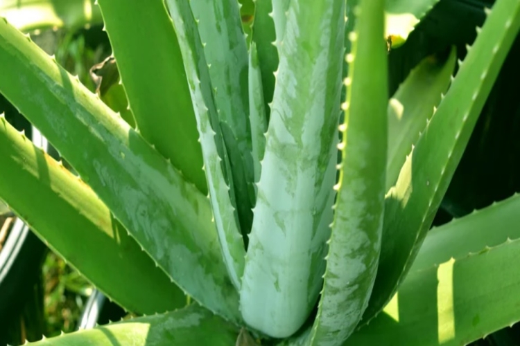 Aloe Vera Nasıl Jel Haline Getirilir?