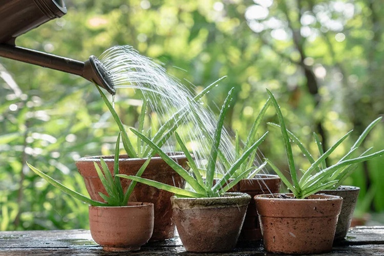 Aloe Vera Neden Çürür?