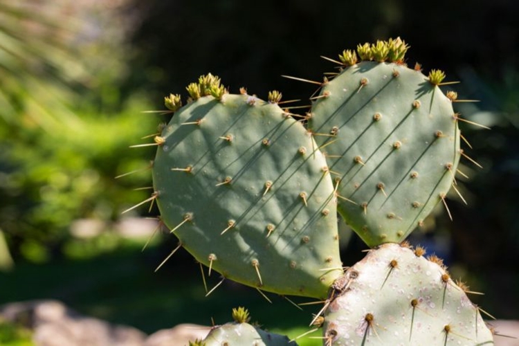Aloe Vera Tohumu Nasıl Ekilir?