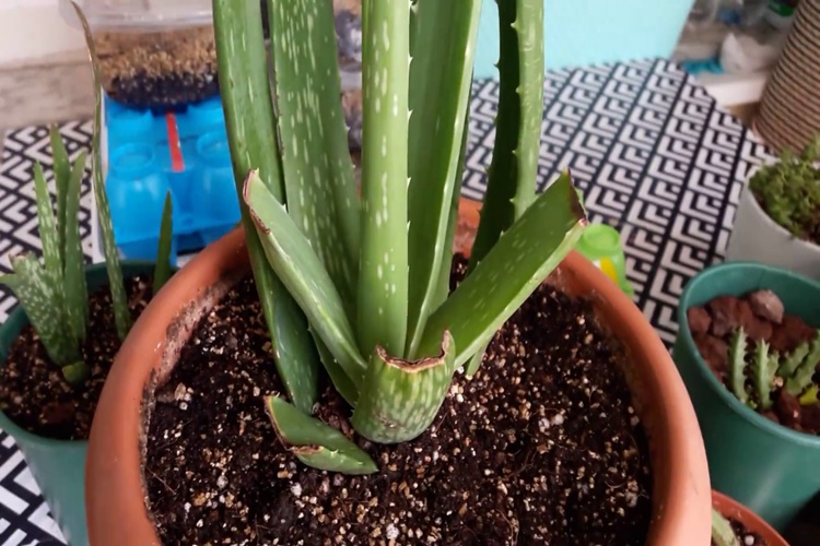 Aloe Vera Toprağı Neden Küflenir?
