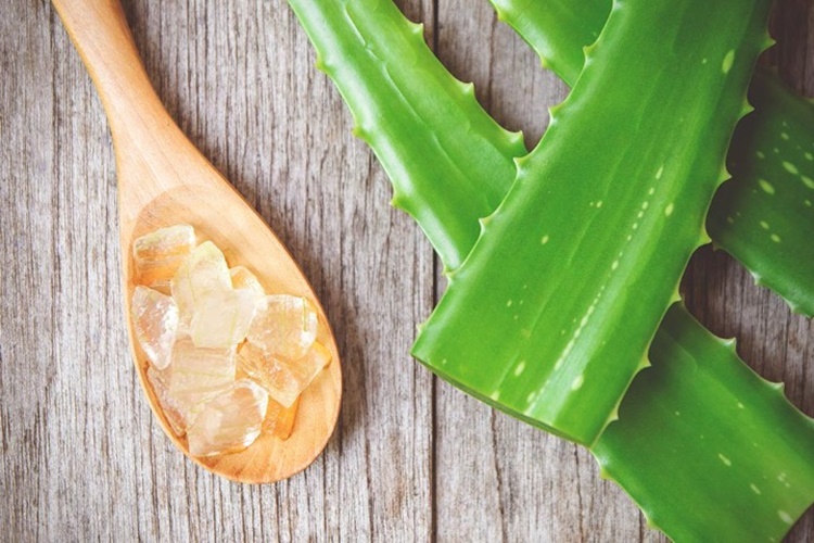 Aloe Vera Yağı Eczanede Satılır Mı?