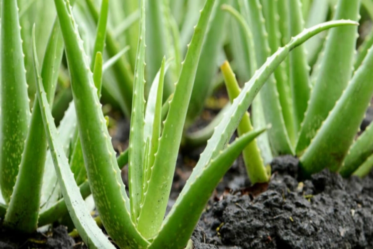 Aloe Vera Yaprağı Neden Çürür?