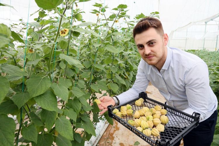 Altın Çilek Cinsel Gücü Artırır Mı?