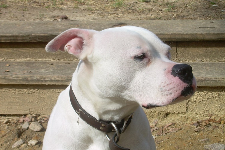 American Bully Köpek Evde Beslenir Mi?