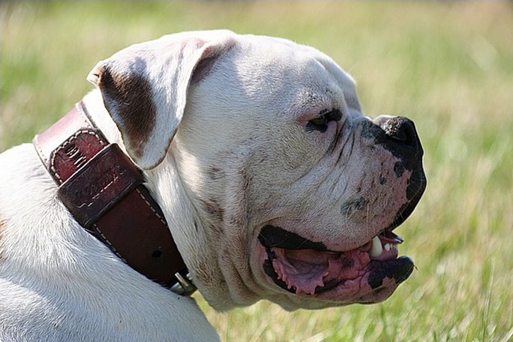 American Bully Köpek Irkı Çok Havlar Mı?
