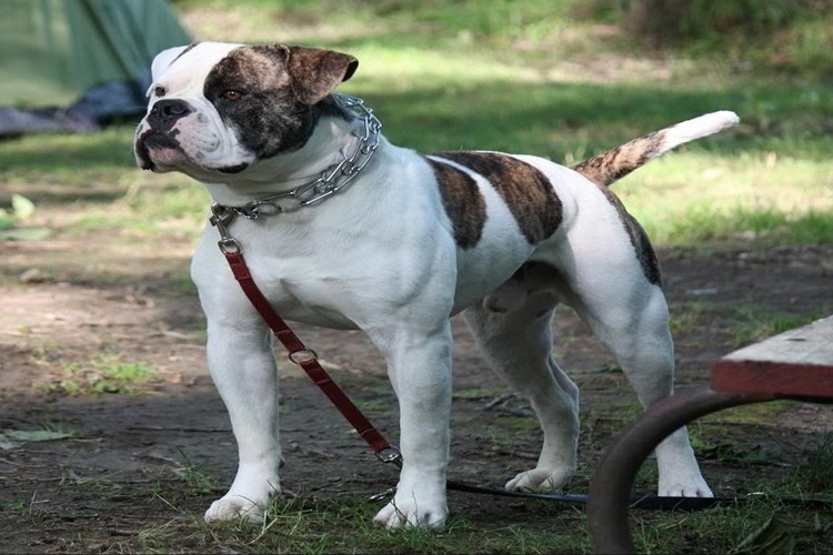 American Bully Köpek Irkının Doğumu Nasıl Olur?