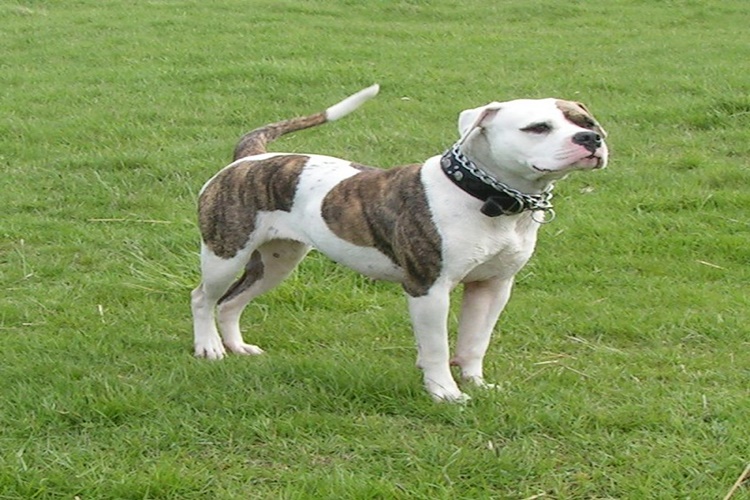 American Bully Köpek Zararlı Mıdır?