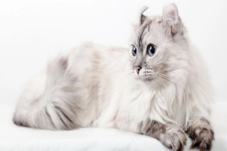 American Curl Bakımı Nasıl Olmalıdır?