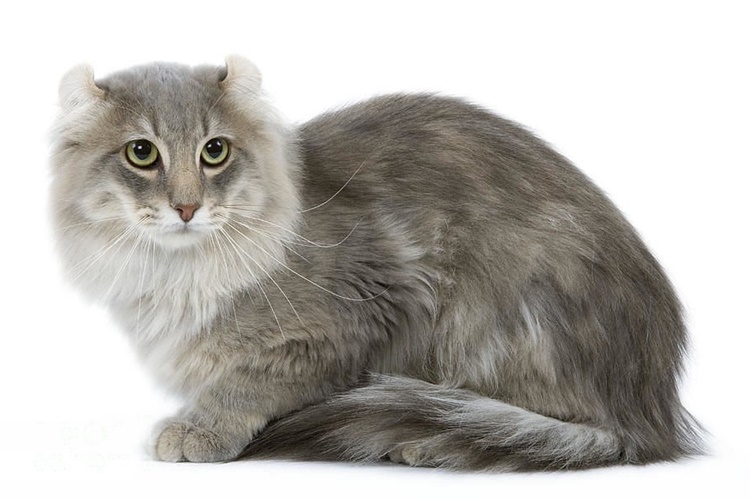American Curl Kedi Ne Kadar Yaşar?