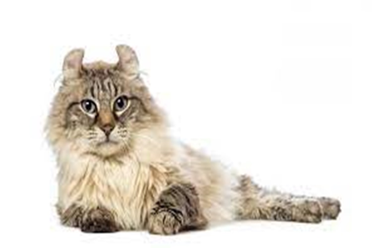 American Curl Kedi Özellikleri Nelerdir?
