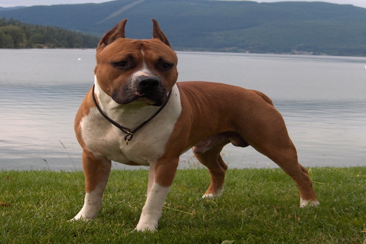 American Staffordshire Terrier Hakkında Merak Edilen Bilgiler