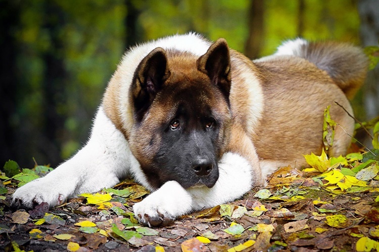 Amerikan Akita Tüy Döker Mi?