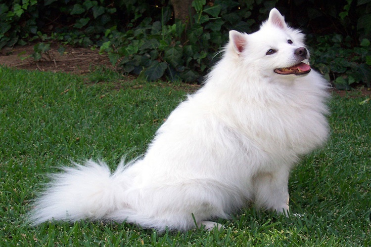 Amerikan Eskimo Köpeği Fiyat Aralığı Nedir?