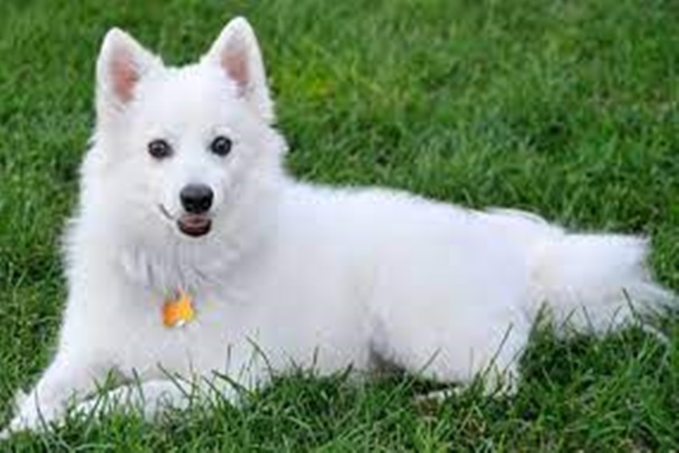 Amerikan Eskimo Köpeği Nasıl Beslenir?