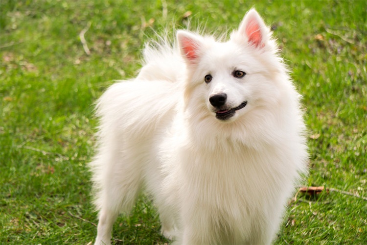 Amerikan Eskimo Köpeği Özellikleri Nelerdir?