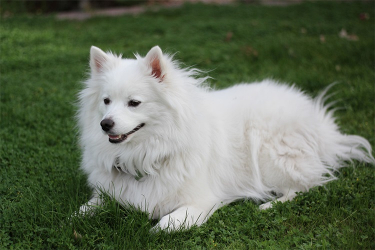 Amerikan Eskimo Köpeği Yavrusu Özellikleri Nelerdir?