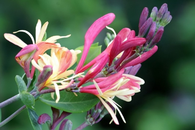 Amerikan Hanımeli Çiçeği Ne Anlama Gelmektedir?