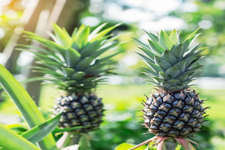 Ananas Kaç Günde Bozulur?