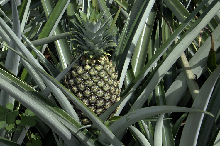 Ananas Ne Kadar Yenmeli?