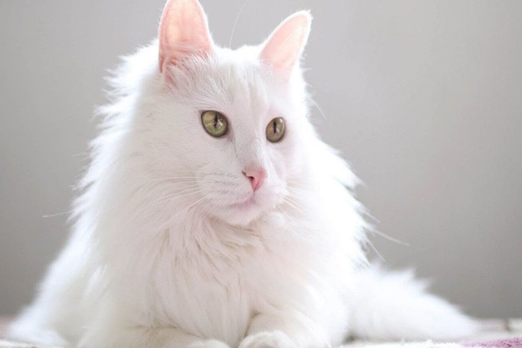Ankara Kedi Fiyatı 2023 Ne Kadar?