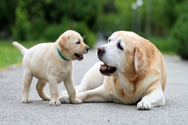 Anne Köpek Yavrularını Neden Öldürür?