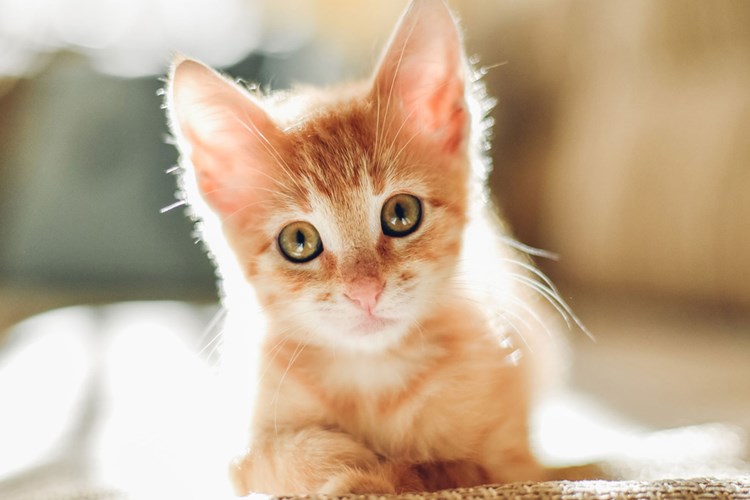 Annesiz Yavru Kedi Kaç Gün Yaşar?