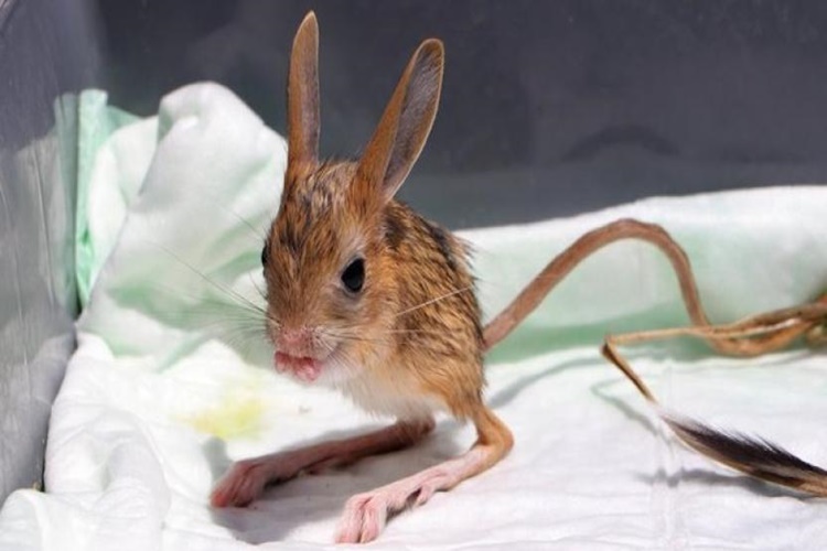 Arap Tavşanı Türkiye'de Nerede Yaşar?