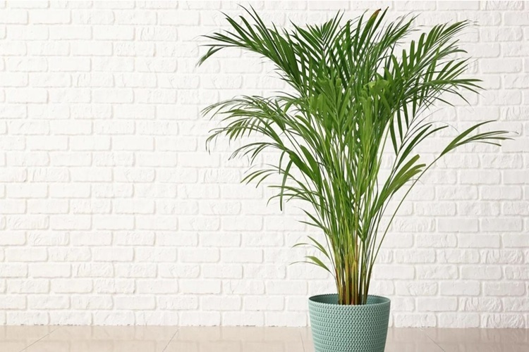  Areka Palmiyesi Kedilere Zararlı Mı?