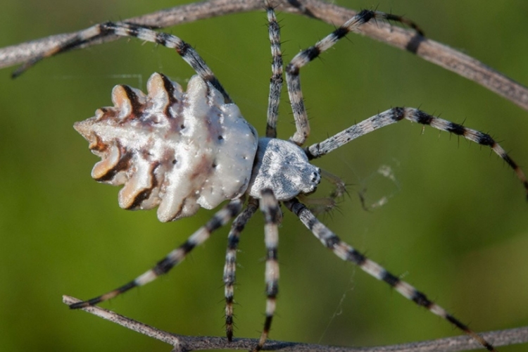 Argiope Lobata Zehirli Mi?
