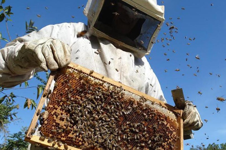 Arı Kovanı Nasıl Yok Edilir?