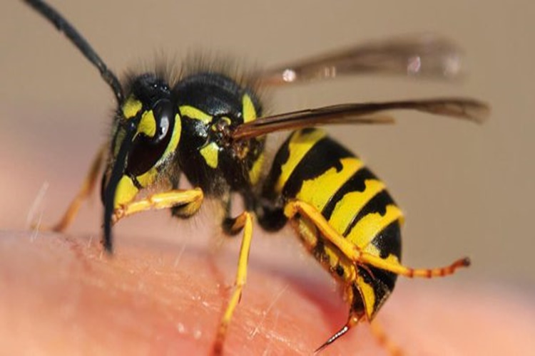 Ari Sokmasi Hakkinda Merak Edilenler Guncel Oku