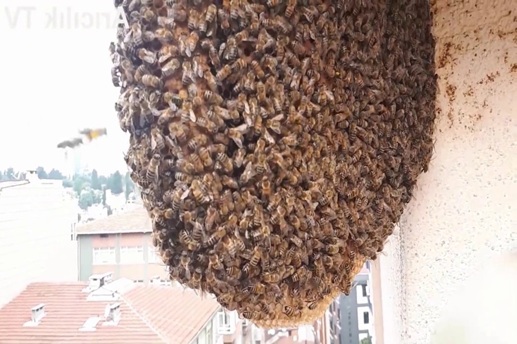 Arı Yuvası Nasıl Yok Edilir?