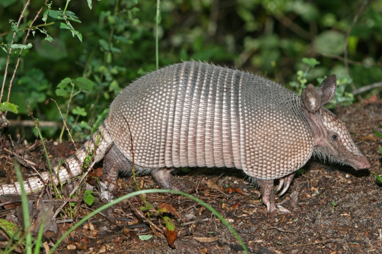 Armadillo Zehirli Mi?