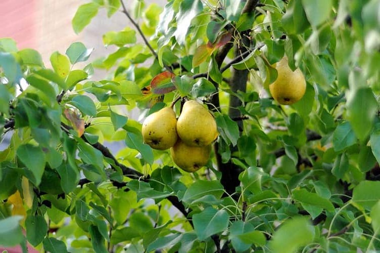 Armut Ağacı Aşılama Zamanı Ne Zamandır?