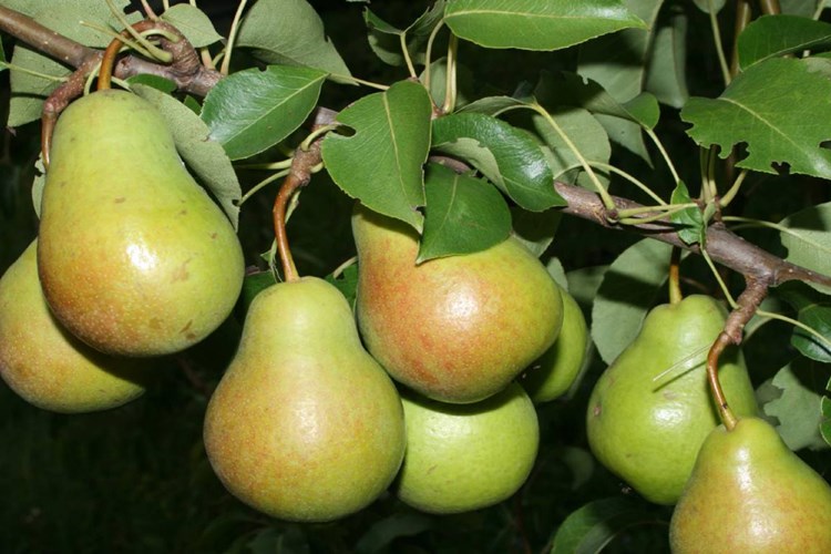 Armut Ağacı Boyu Nasıl Olmalı?