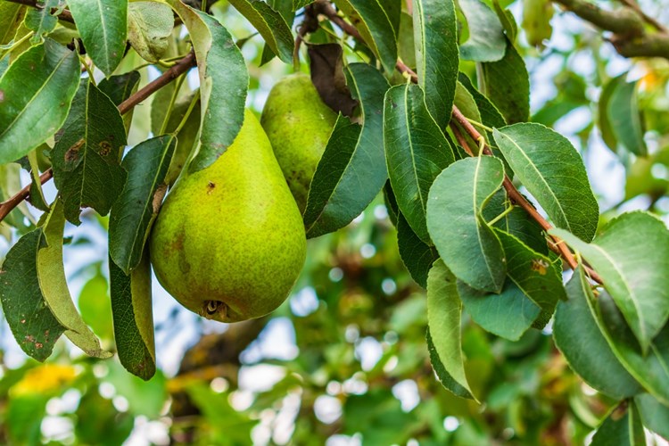 Armut Ağacı Diğer Adı Nedir?