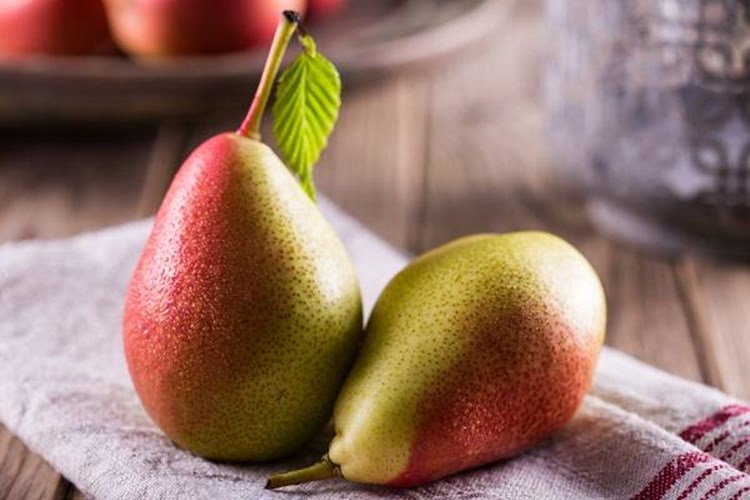 Armut Ağacı Gövde Hastalıkları Nelerdir?