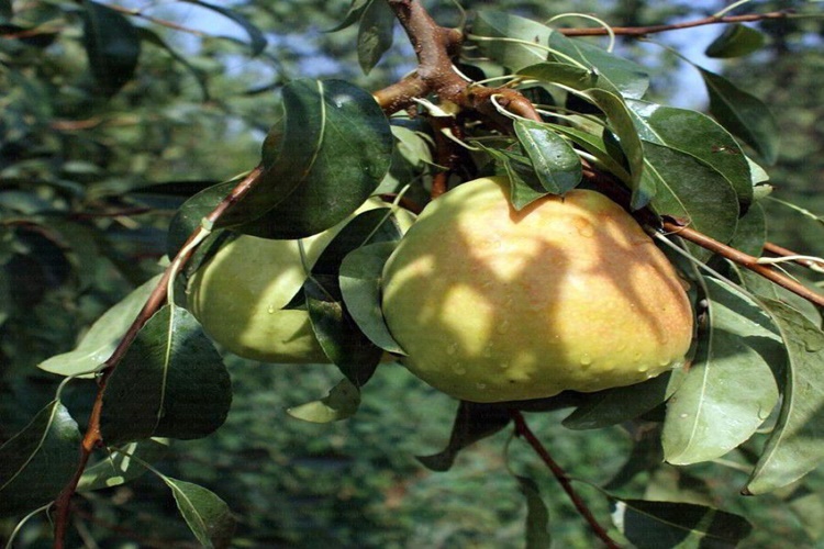 Armut Fidanı Nasıl Yetiştirilir?
