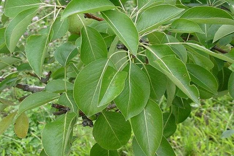 Armut Yaprağı Asit Mi Baz Mı?