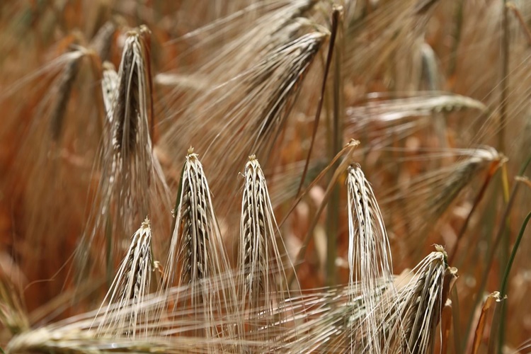Arpa Gluten İçerir Mi?