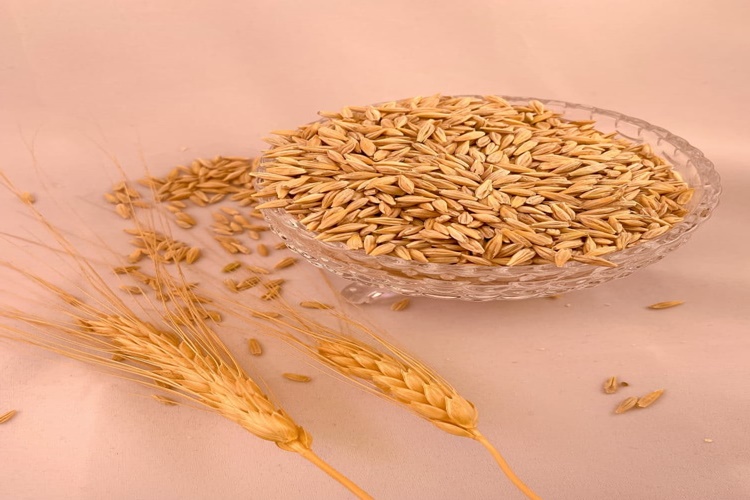 Arpa Neden Sararır? Güncel Oku