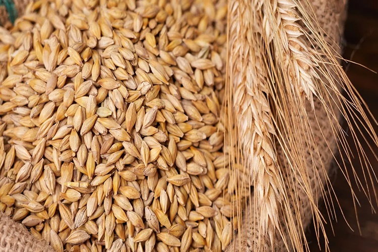 Arpa Şehriye Gluten İçerir Mi?