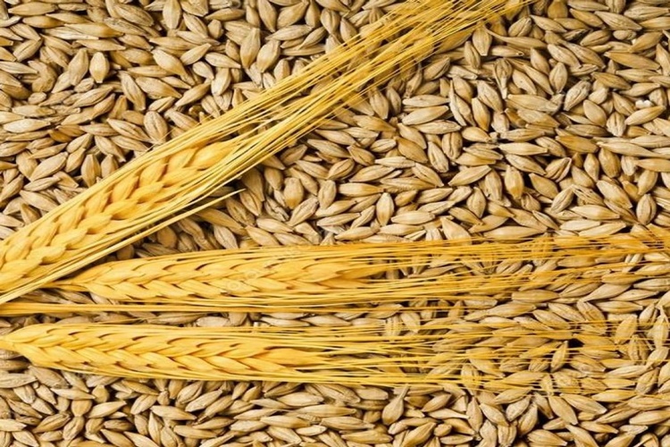 Arpada Gluten Var Mı?