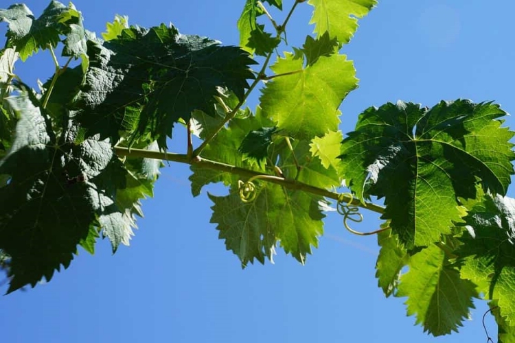 Asma Ne Zaman Budanır?