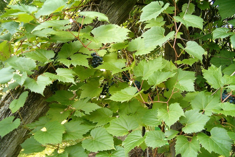 Asma Yaprağı Anne Sütüne Gaz Yapar Mı?