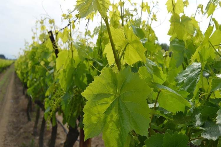 Asma Yaprağı Ne Zaman Toplanır?