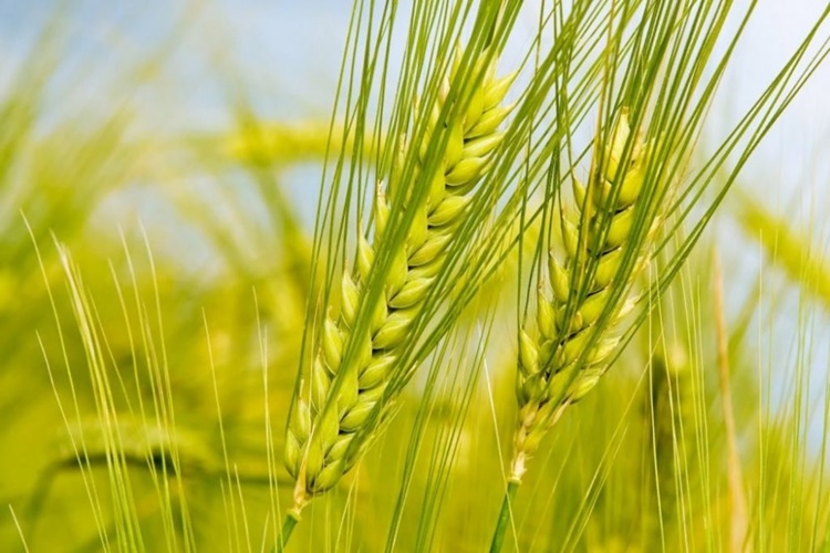 Aşurelik Buğdayda Gluten Var Mı?