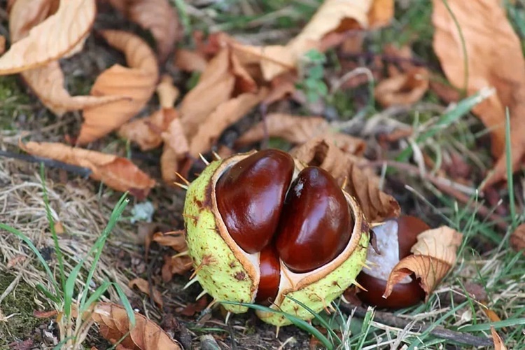 At Kestanesi ile Ne Yapılır?